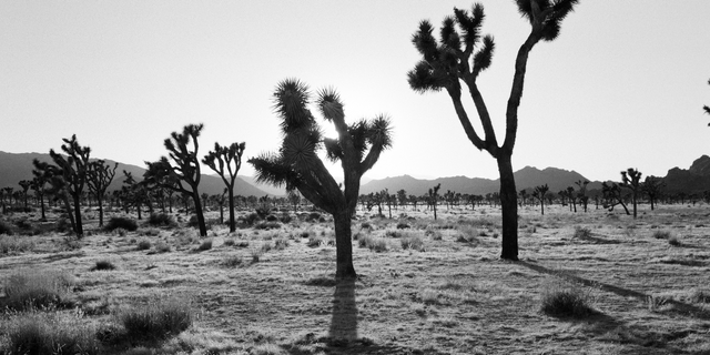 Roll the Bones: California Sober