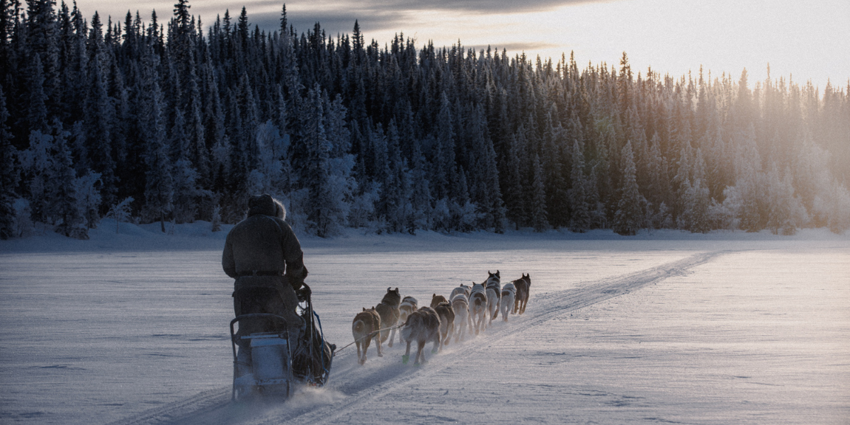 Unleashing the Wild: Sweden's Modern-Day Pioneer, Dave King – &SONS