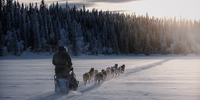 Unleashing the Wild: Sweden's Modern-Day Pioneer, Dave King